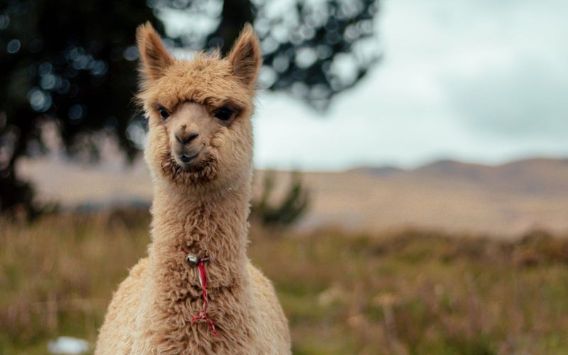 Alpacas