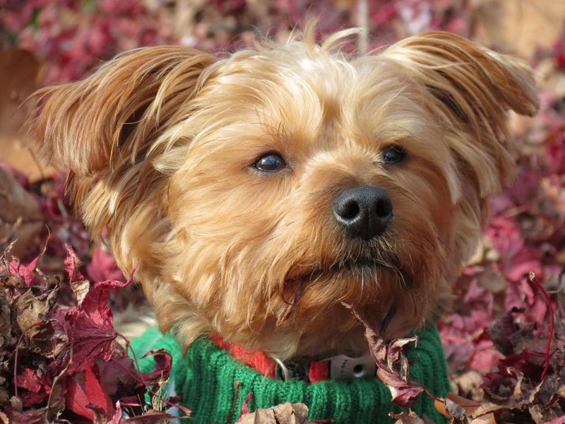 Morkie: The Devoted Lapdog