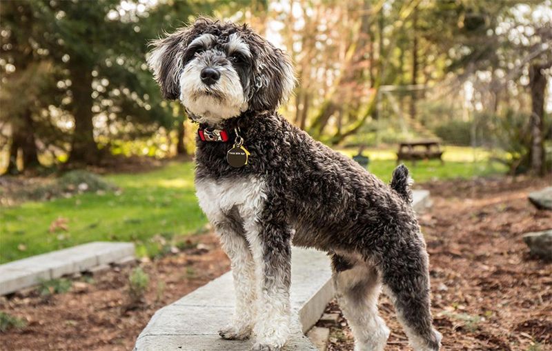 Schnoodle