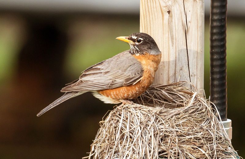 Temperature-Regulating Incubation