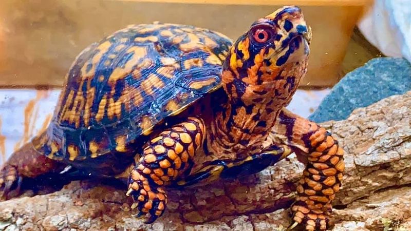 Coloration And Patterns