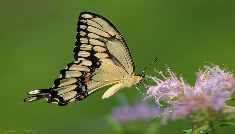Chemical-Free Zone: Safe Butterfly Sanctuary