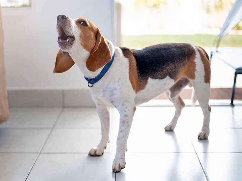 Beagles Howl Their Storm Protests