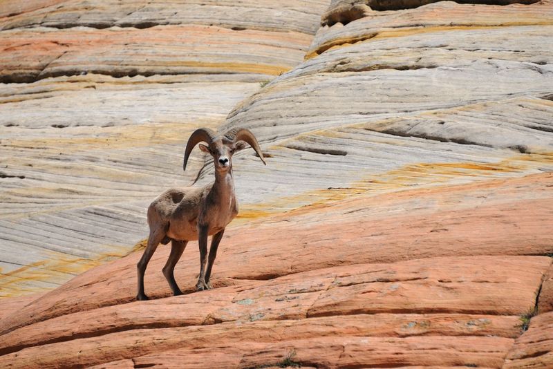 Zion's Desert Bighorn Comeback