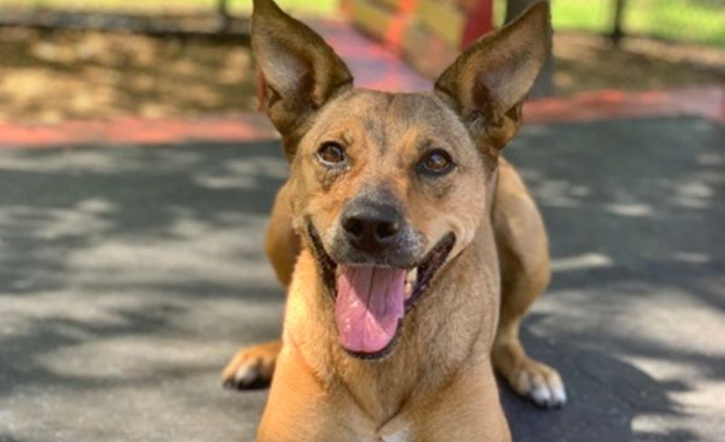 Mixed Breed Seniors: Wisdom Companions