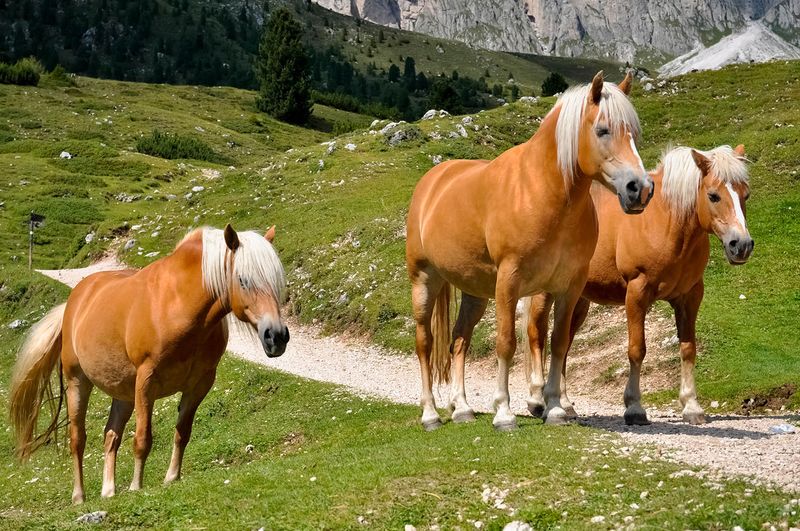 Haflinger: Unhurried Mountain Horse