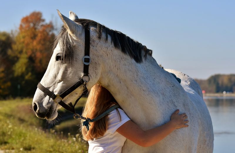 Quarter Horse: The Reliable Buddy