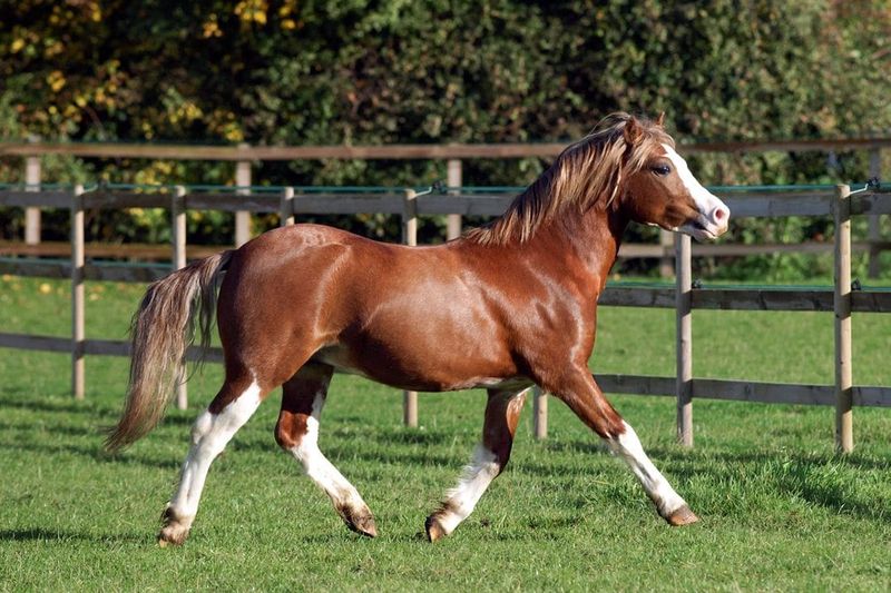 Welsh Mountain Pony (Section A)