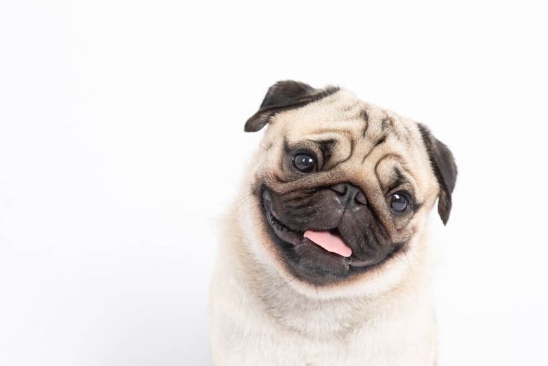 Pug