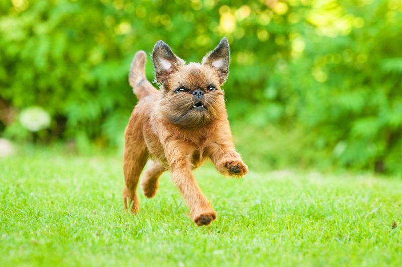 Brussels Griffon