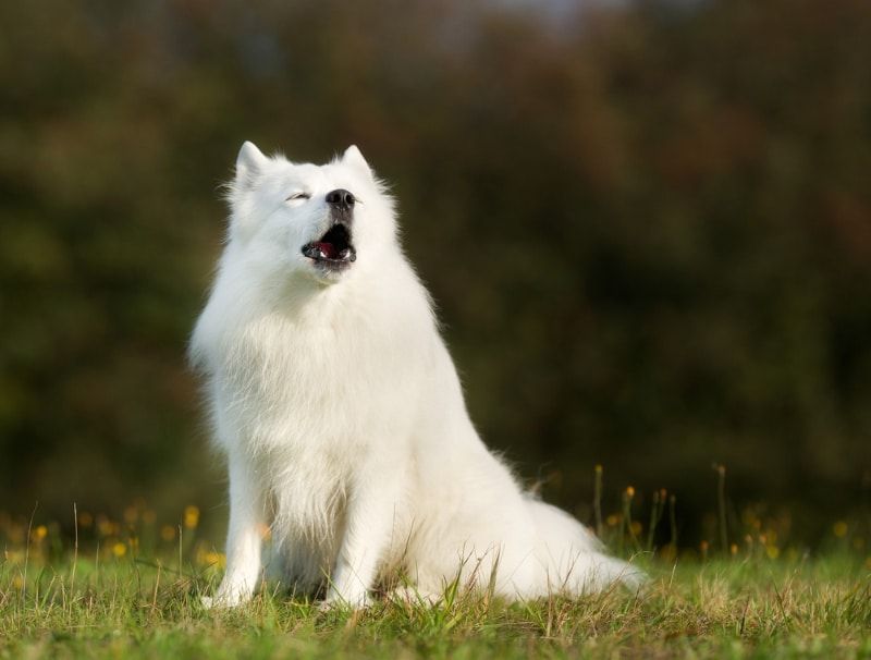 Samoyed