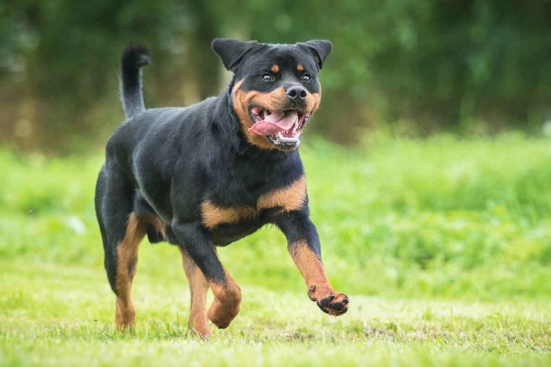 Rottweiler: The Methodical Mastermind