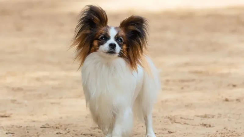 Papillons: The Butterfly-Eared Brainiac