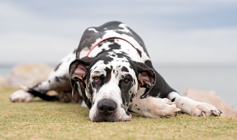 Great Danes: Gentle Giants With Big Fears
