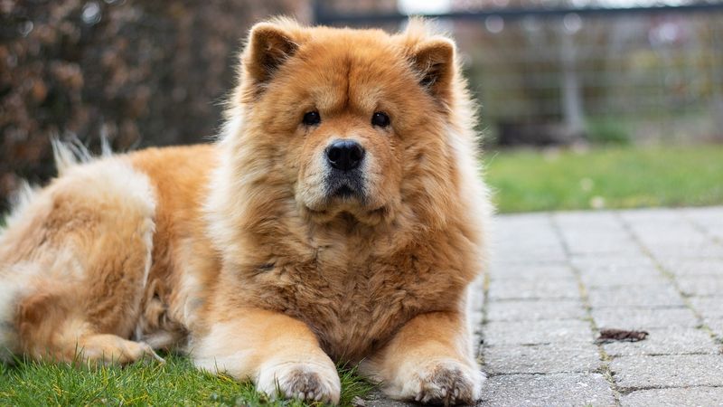 Chow Chows