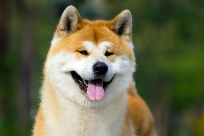 Akita