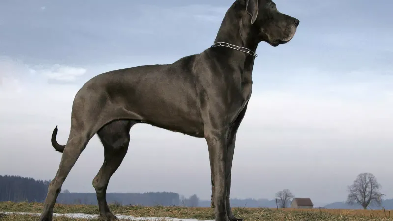 Great Dane