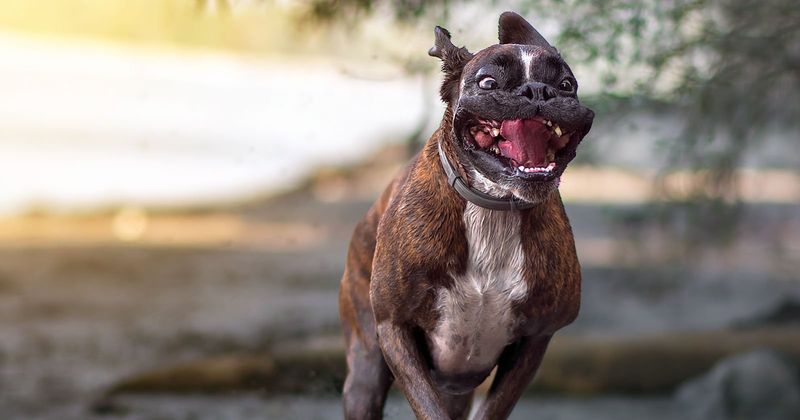 Boxer