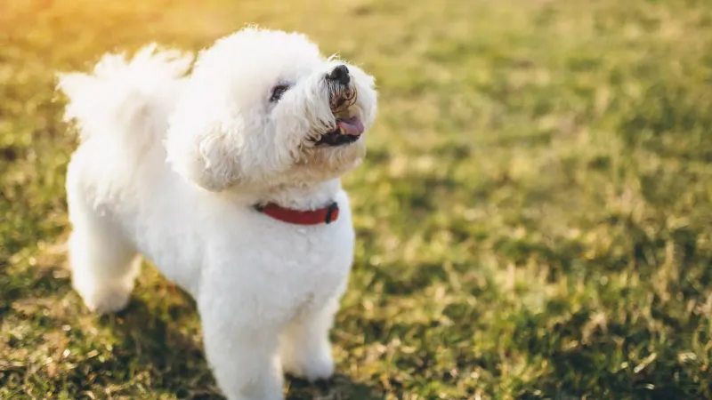 Bichon Frise