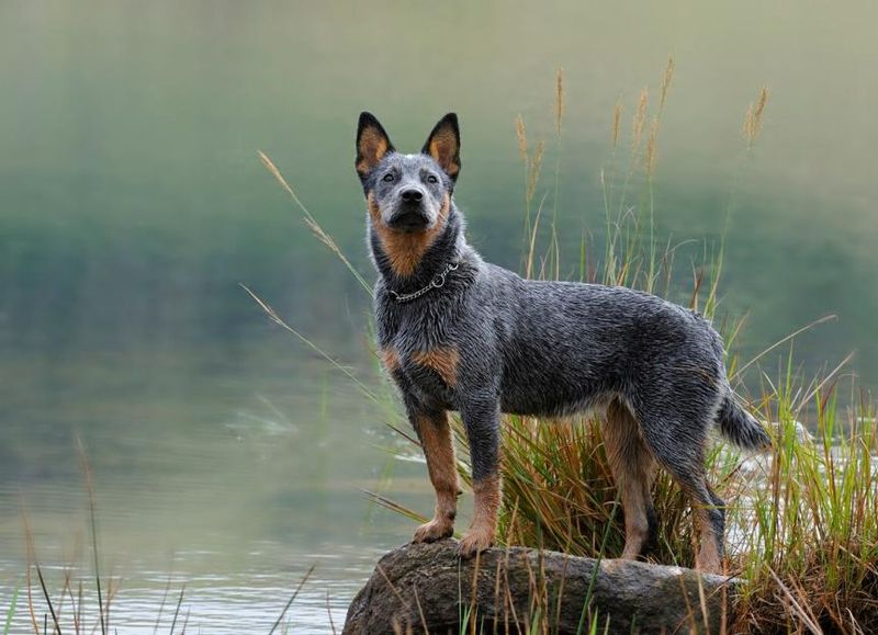 Australian Cattle Dogs: Tireless Working Machines