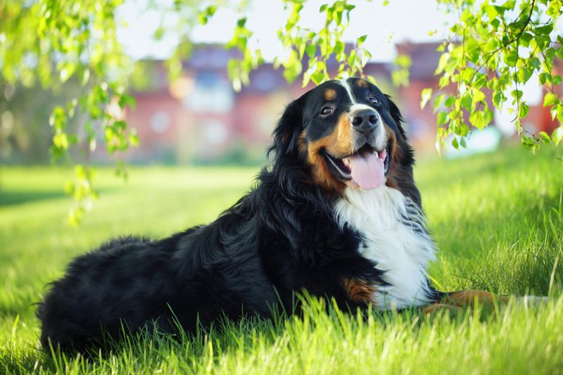 Bernese Mountain Dogs: Gentle Giants With Natural Etiquette