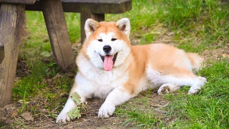 Akitas: Stoic And Self-Contained