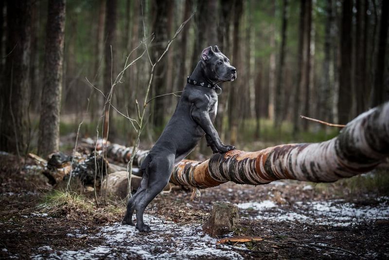 Cane Corsos