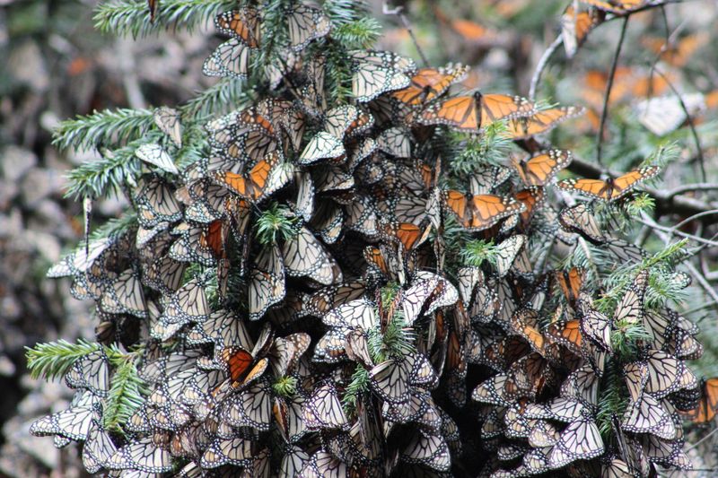 Overwintering Sites Under Threat