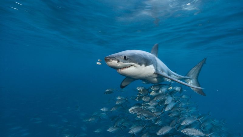 Seal Populations Driving Shark Movement
