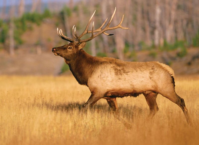 Habitat Changes