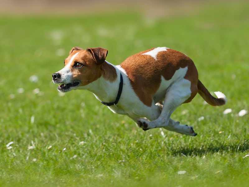 Jack Russell Terrier