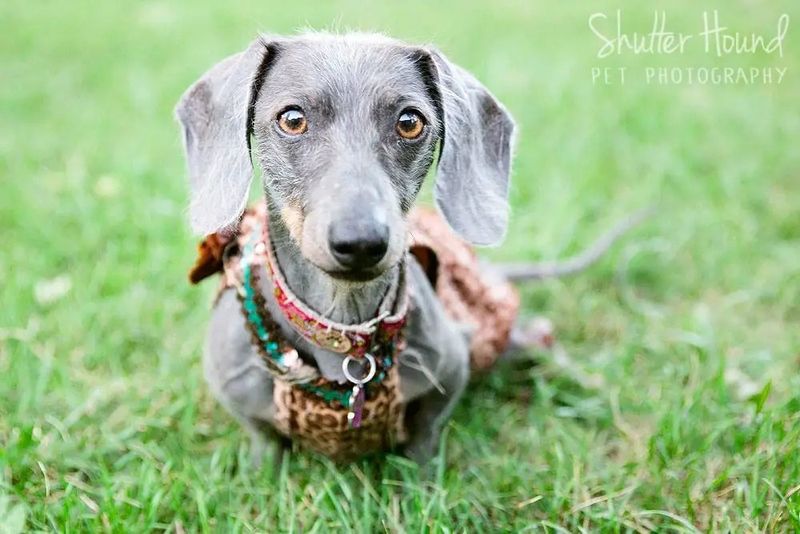 Dachshunds: Small Dogs, Big Lifespans