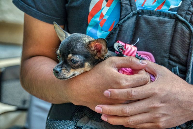Chihuahua