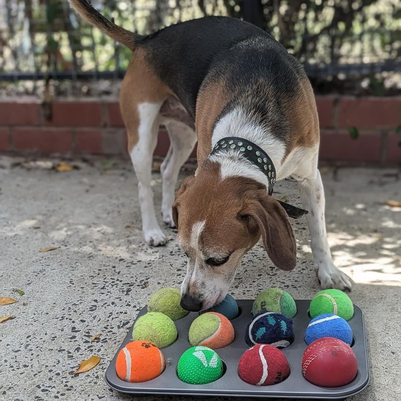 Beagle