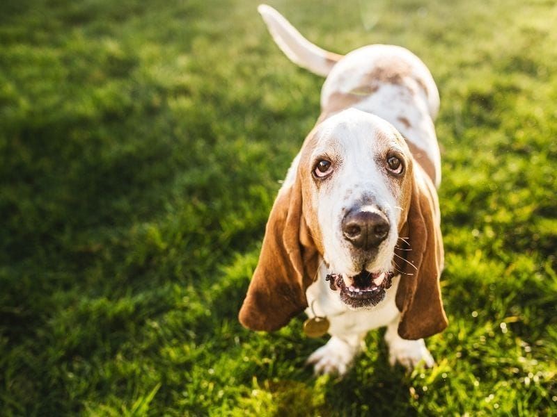 Basset Hound: Droopy-Eyed Soul Healers