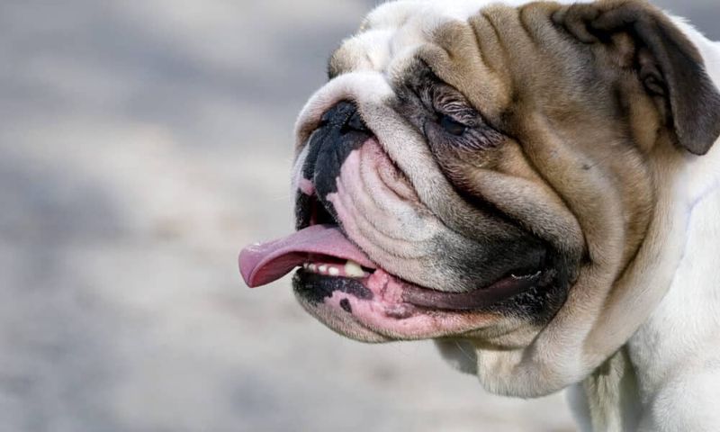 Bulldogs