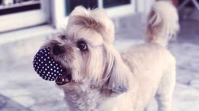 The Shih Tzu's Intelligence