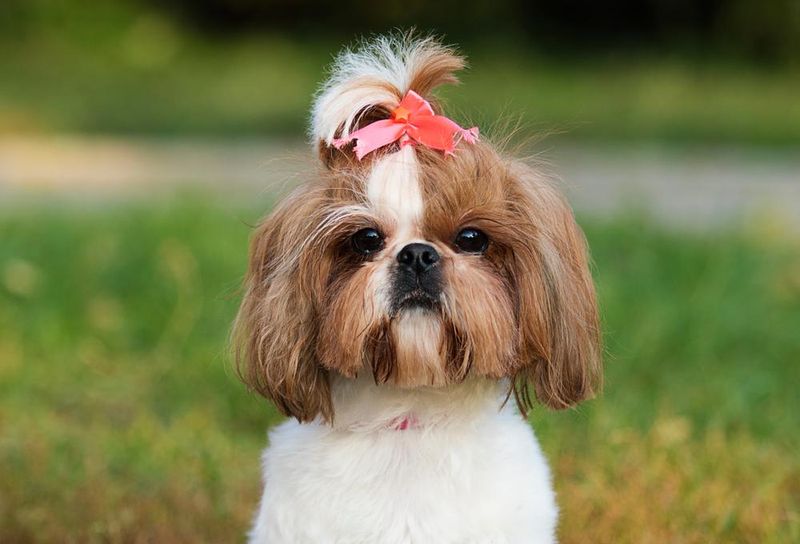 Shih Tzus Love To Be Pampered