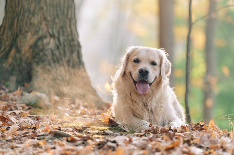 Golden Retrievers: Quick To Find New Homes