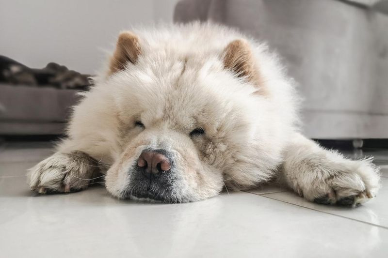 Chow Chows: Dignified Loungers