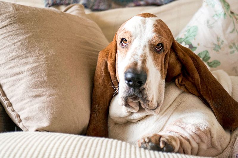 Basset Hounds: Mellow Melody Makers