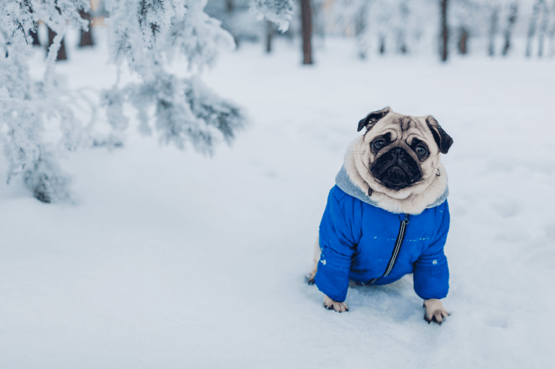 Pugs: Flat-Faced Freezers