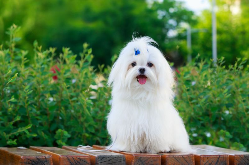 Maltese: Pristine Paw Princesses