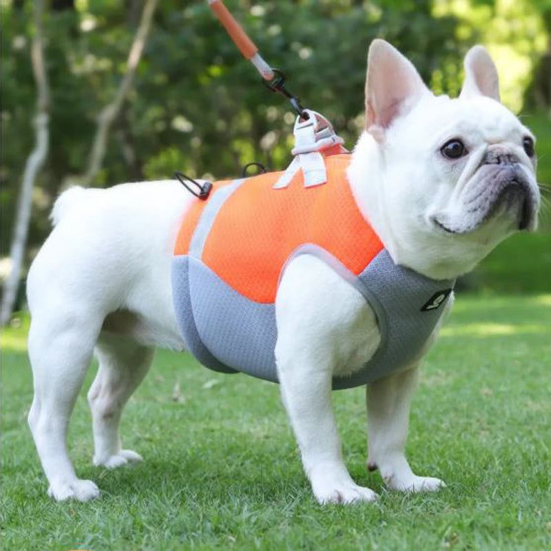 French Bulldogs Need Extra Protection