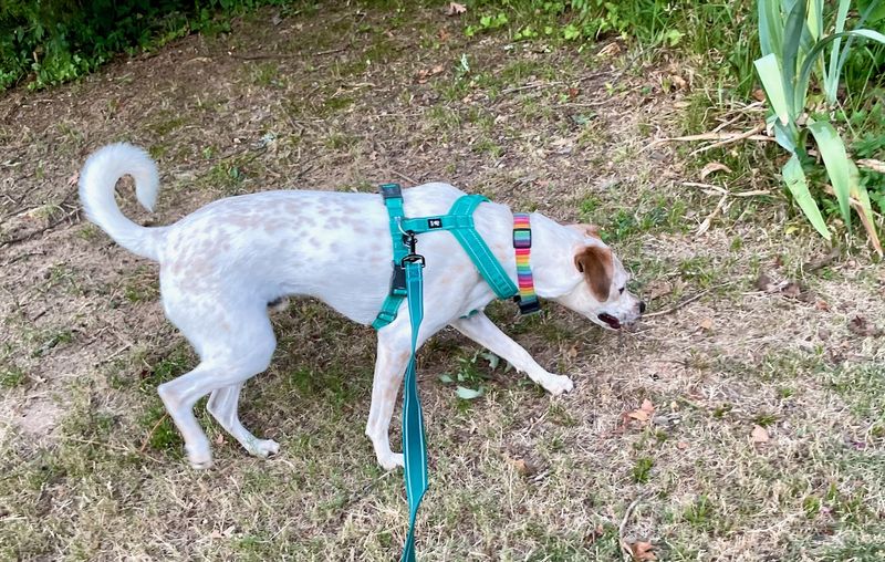 Harsh Leash Corrections Damage Trust