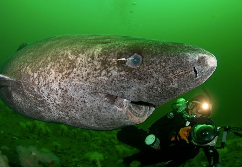 Ancient Ocean Wanderer Goes Missing
