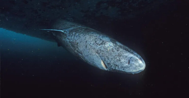 Shocking Disappearance Of A 500-Year-Old Shark After $7M Government Grant