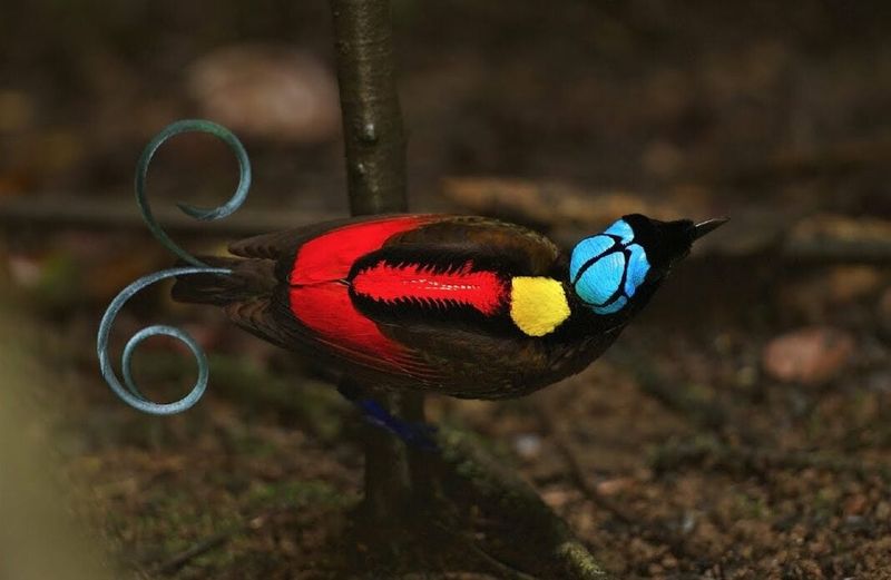 Wilson's Bird-of-Paradise