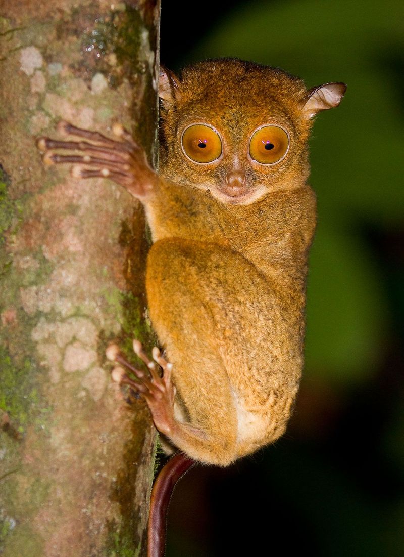 Tarsier (Philippines)