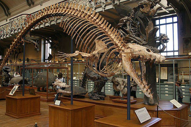 Basilosaurus